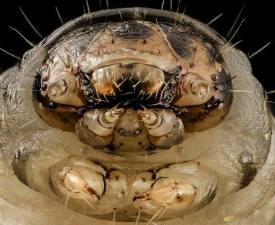 жук голиаф 15