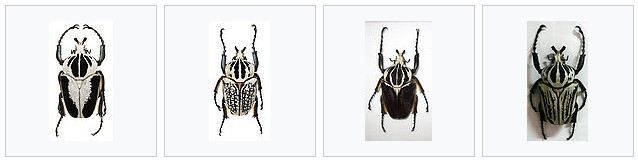 жук голиаф 17