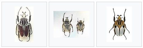 жук голиаф 18