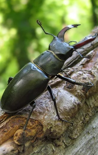 жук-олень 19