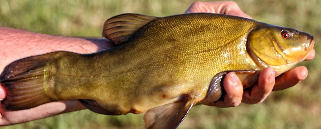 Ловля линя осенью в сентябре, октябре, ноябре на поплавочную удочку, фидер, донку - на что клюет, наживки, насадки