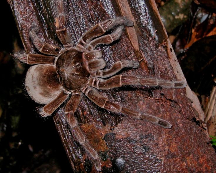 Паук-птицеед в Красной книге: какие тарантулы занесены и почему