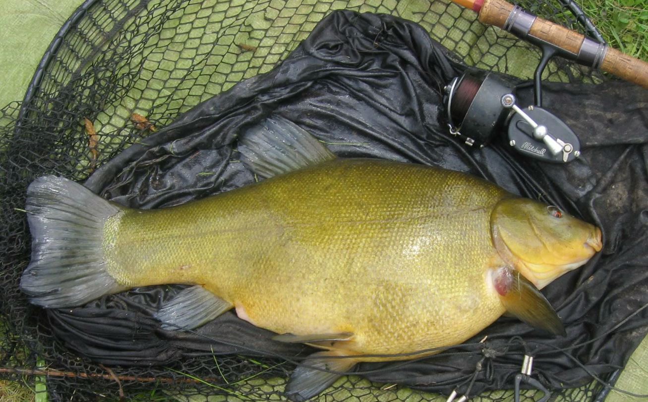 Ловля линя осенью в сентябре, октябре, ноябре на поплавочную удочку, фидер, донку - на что клюет, наживки, насадки