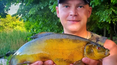 Ловля линя осенью в сентябре, октябре, ноябре на поплавочную удочку, фидер, донку - на что клюет, наживки, насадки