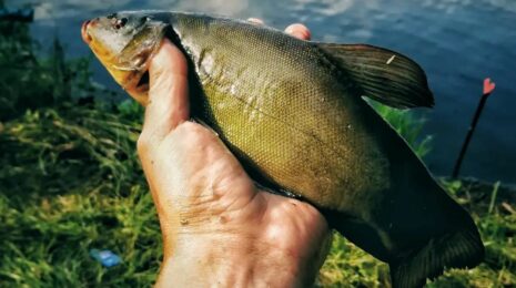 Ловля линя осенью в сентябре, октябре, ноябре на поплавочную удочку, фидер, донку - на что клюет, наживки, насадки