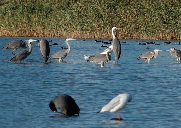 Серая цапля - необычный хищник болот, описание птицы