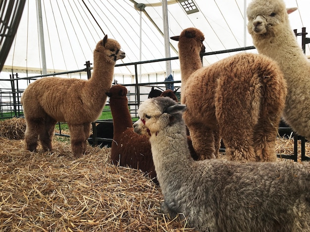Ламы и альпака: в чем отличия