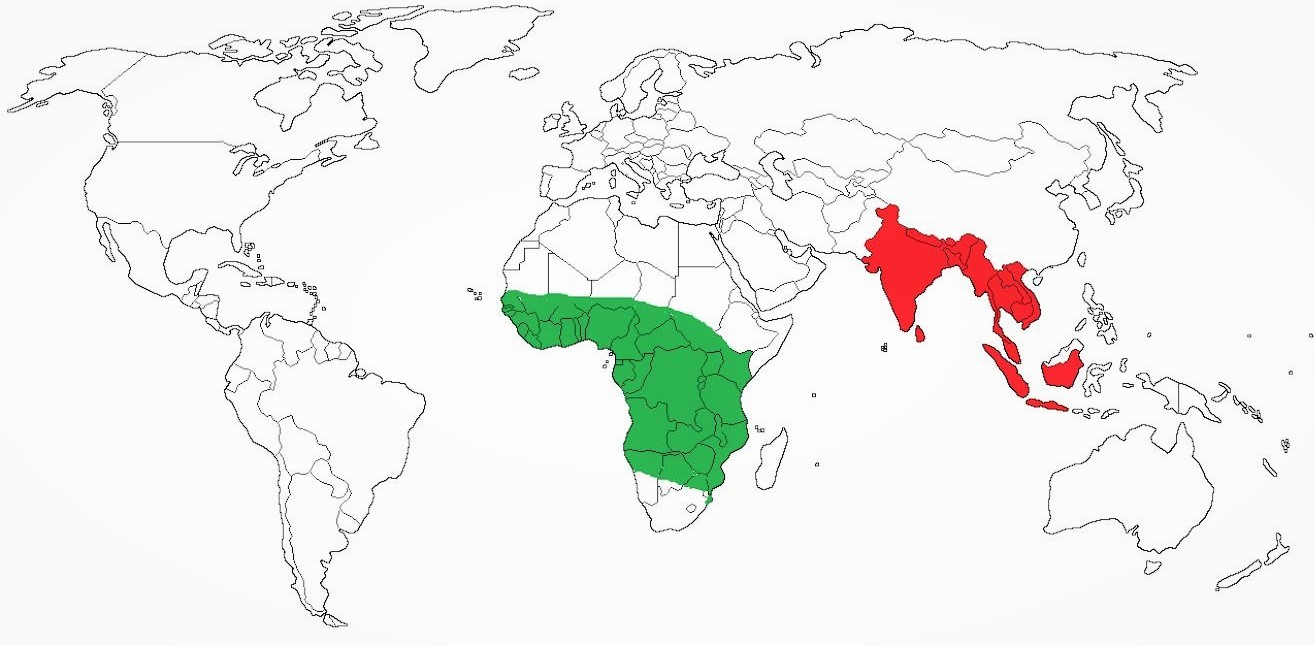 Слон: все самое интересное о его повадках и образе жизни