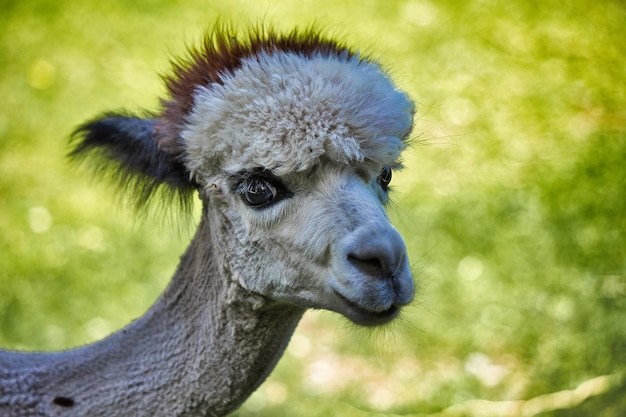 Ламы и альпака: в чем отличия