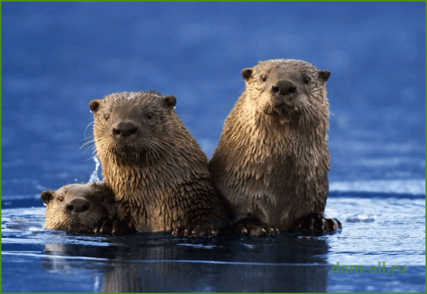 Бобры: среда обитания и образ жизни, как выглядит жилище, чем они питаются