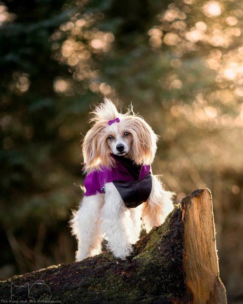 Познавательный рейтинг из 10 самых агрессивных пород собак во всем мире