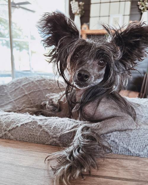 Познавательный рейтинг из 10 самых агрессивных пород собак во всем мире