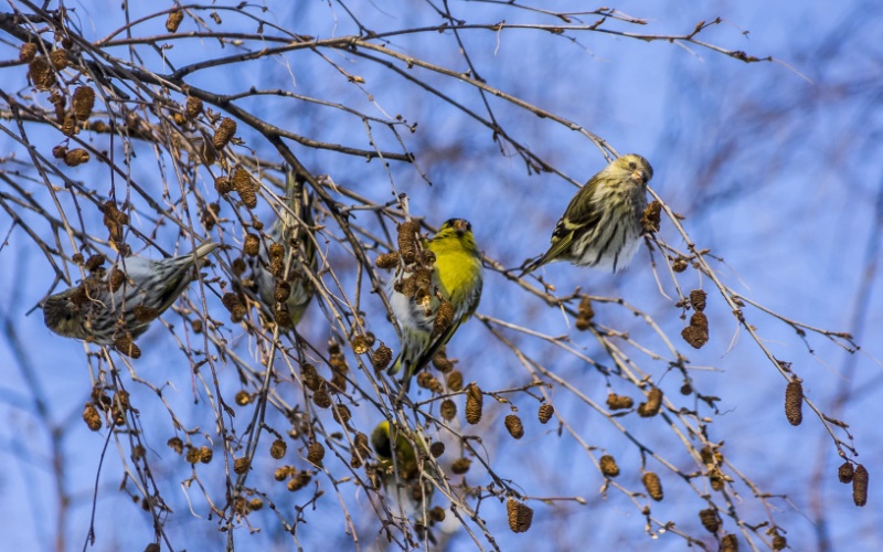 Птицы на ветке Птицы на ветке