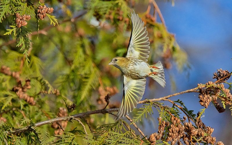 На ходу На ходу