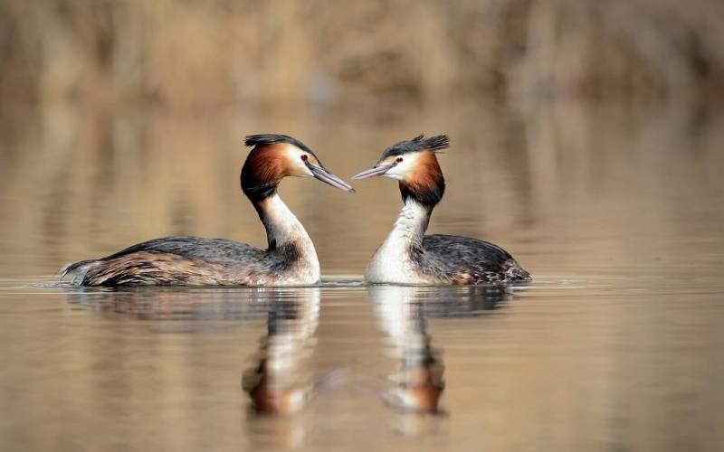 Женщина и мужчина