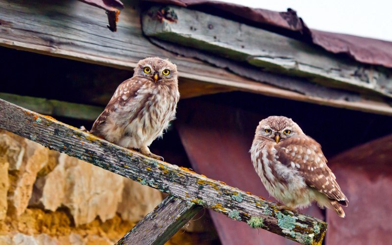 Сидят у дома Сидят у дома