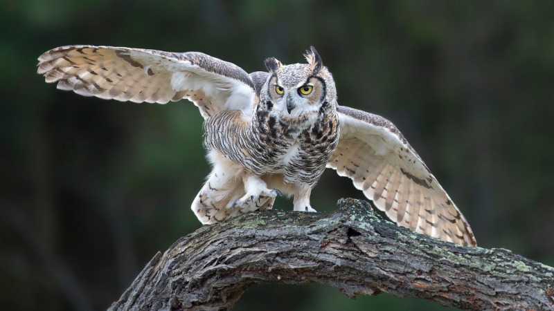 На дереве На дереве