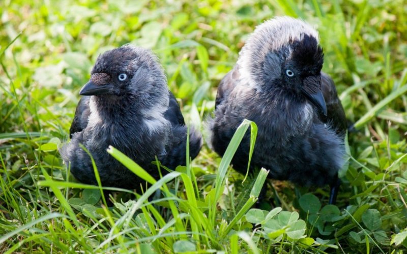 Птенцы галки Птенцы галки