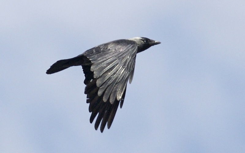 На ходу На ходу