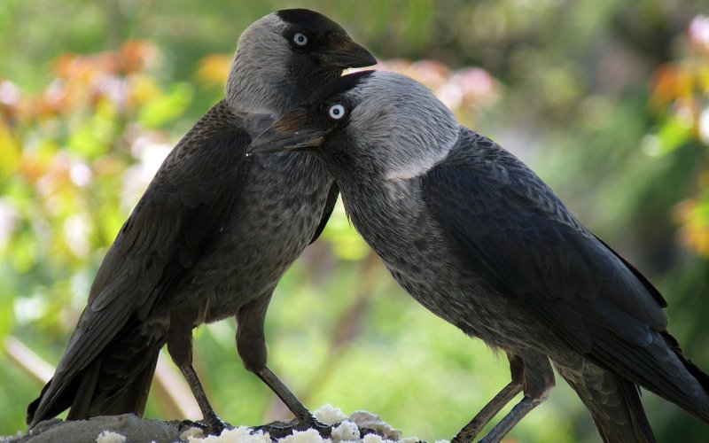 Самка и самец Самка и самец