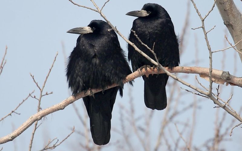 Они сидят на ветке Они сидят на ветке