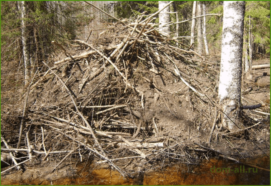 Бобры: среда обитания и образ жизни, как выглядит жилище, чем они питаются