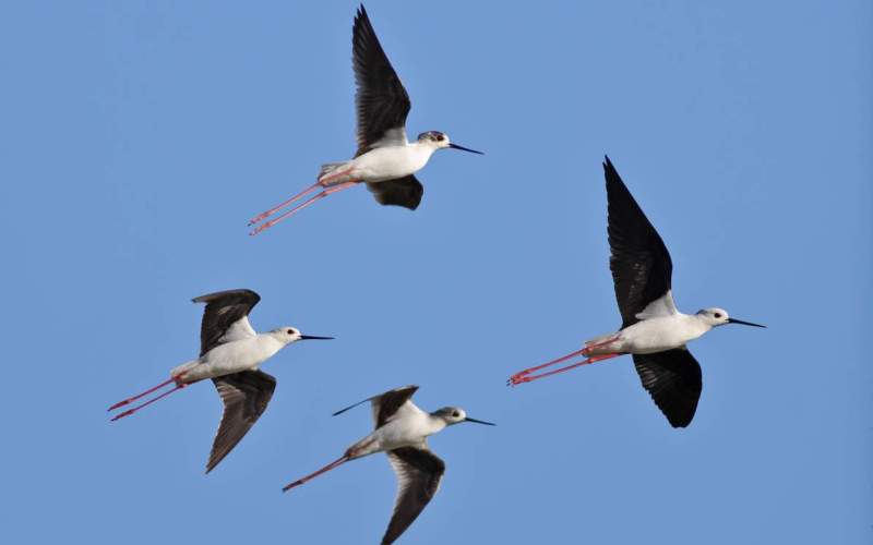 Стая в полете Стая в полете