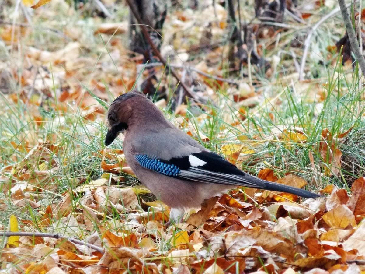 Вот вставка изображения...