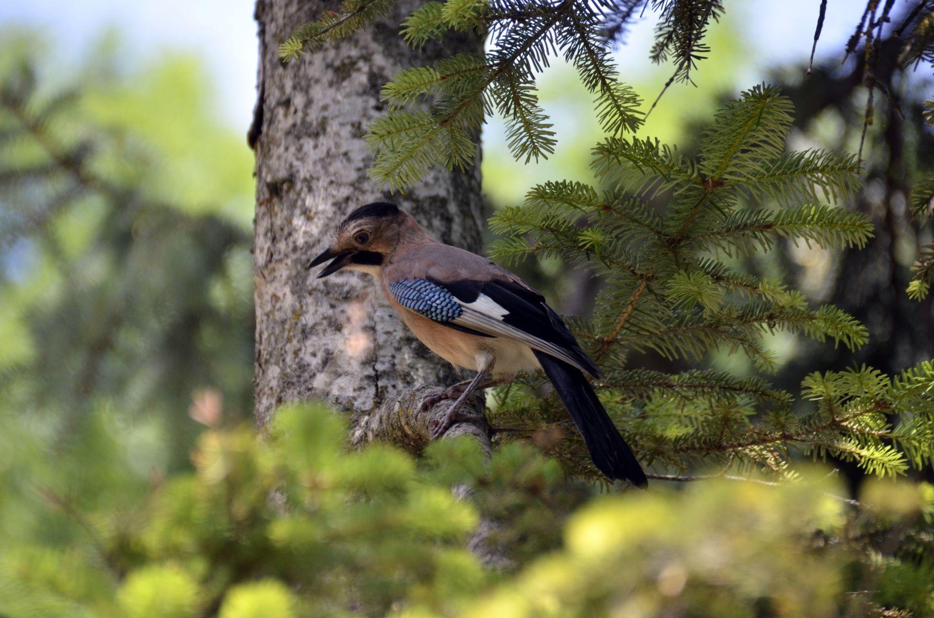 Вот вставка изображения...