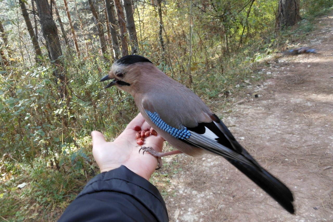 Вот вставка изображения...