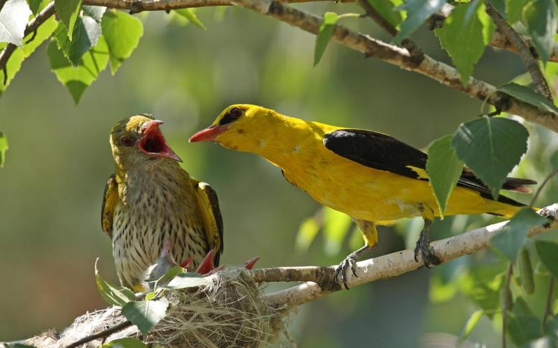 Самка и самец Самка и самец