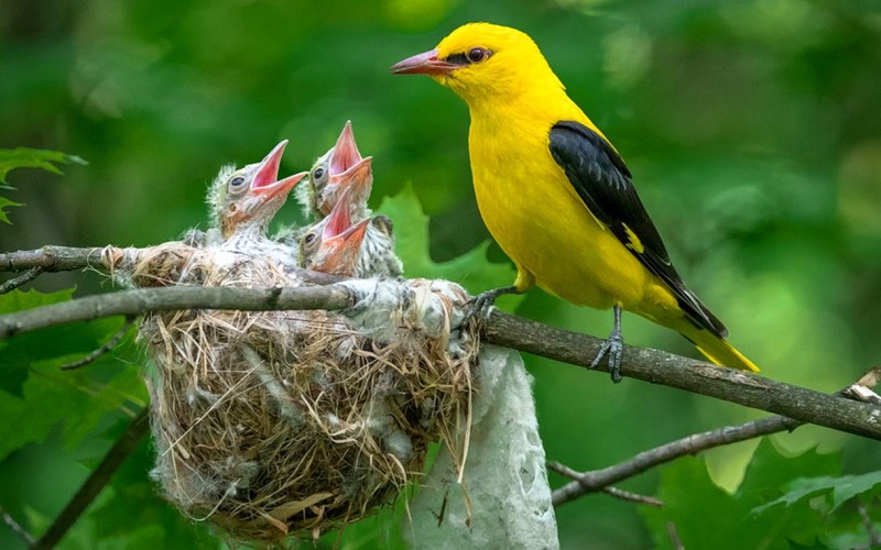 Гнездо иволги Гнездо иволги