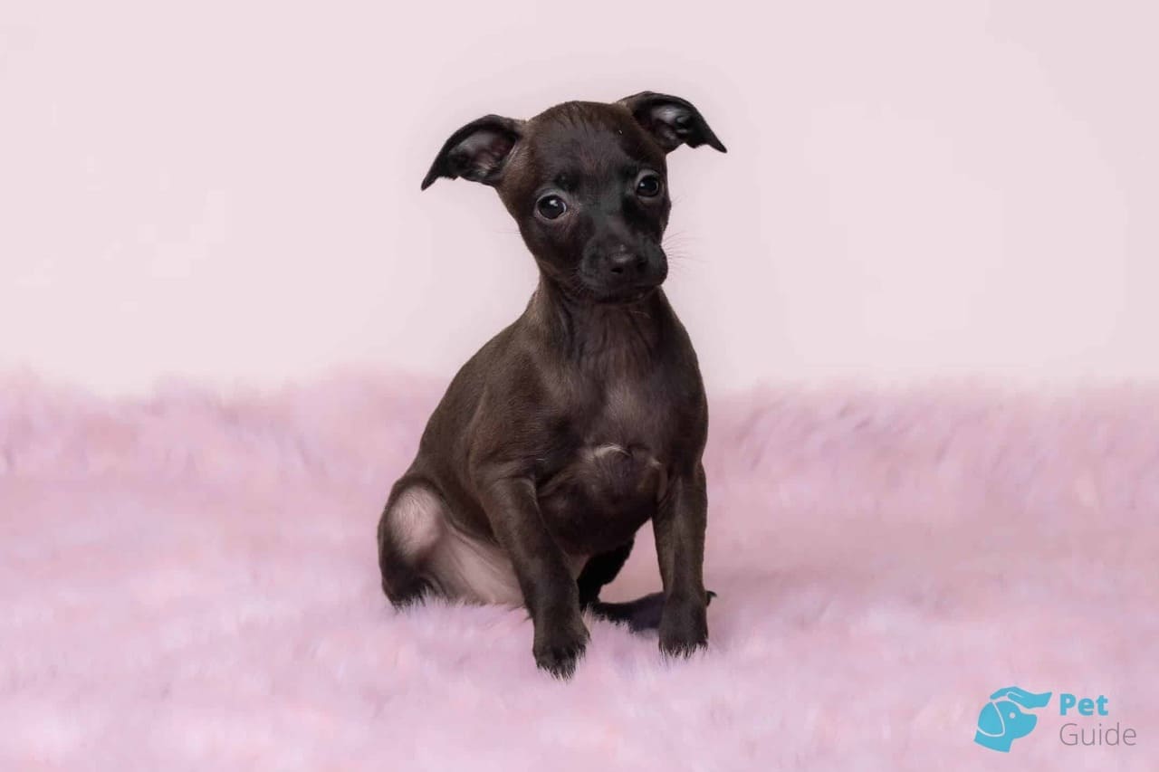 Как правильно мыть борзую? Как правильно мыть борзую