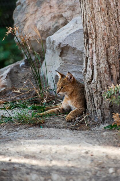 Камышовый кот: как выглядит, где обитает, вес, питание, образ жизни