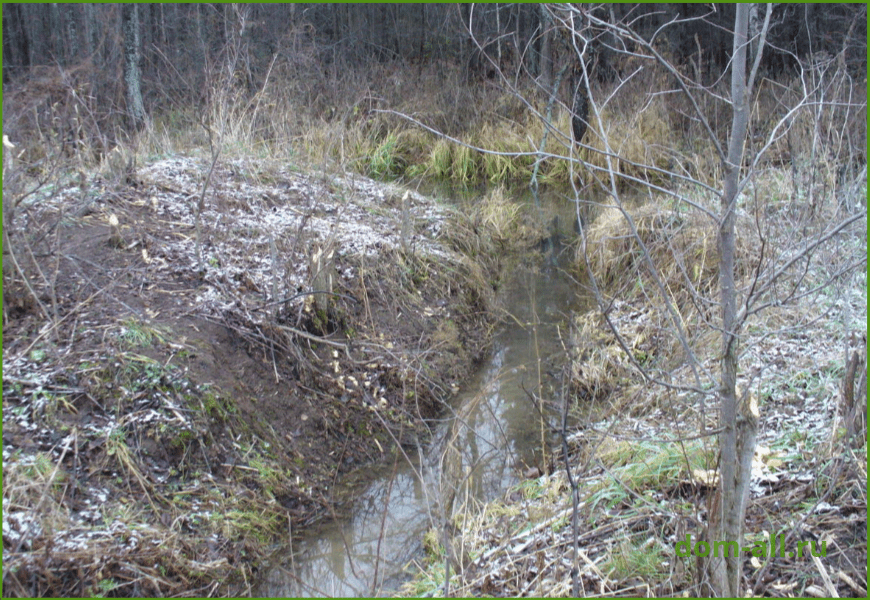 Бобры: среда обитания и образ жизни, как выглядит жилище, чем они питаются