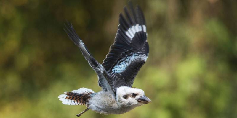 В полете В полете