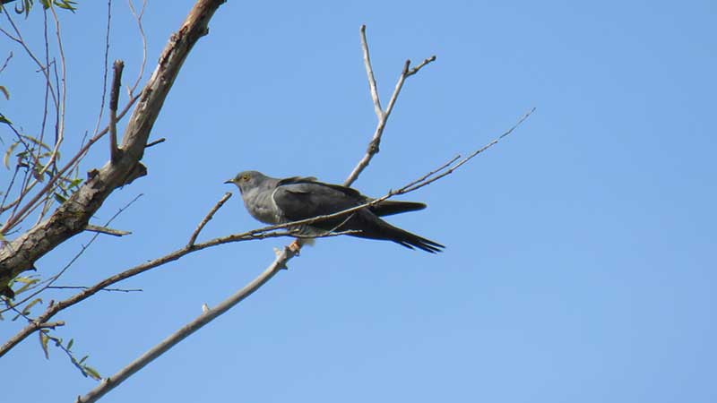 Обыкновенная кукушка: описание перелетной птицы, где живет, зачем подбрасывает яйца