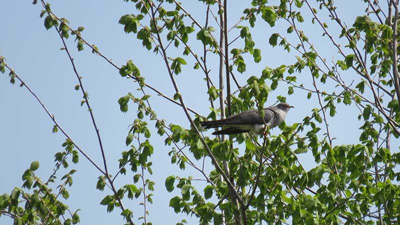 Обыкновенная кукушка: описание перелетной птицы, где живет, зачем подбрасывает яйца