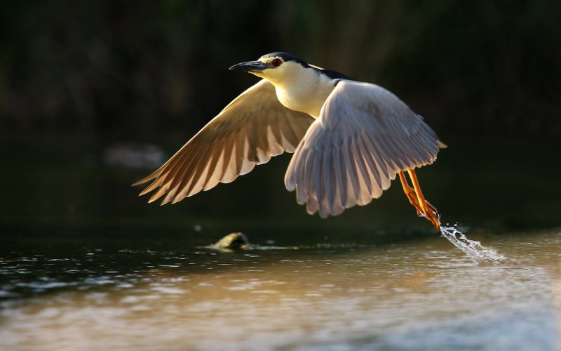 В полете В полете