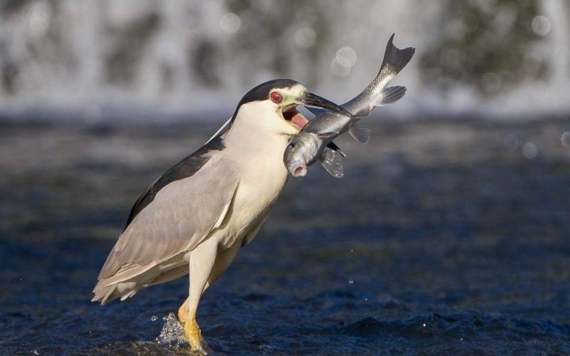 Ловит рыбу Ловит рыбу