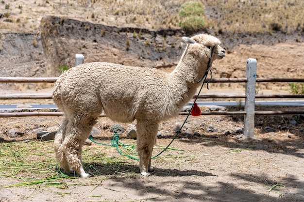 Ламы и альпака: в чем отличия