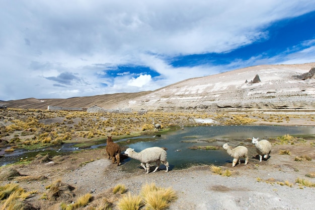 Ламы и альпака: в чем отличия