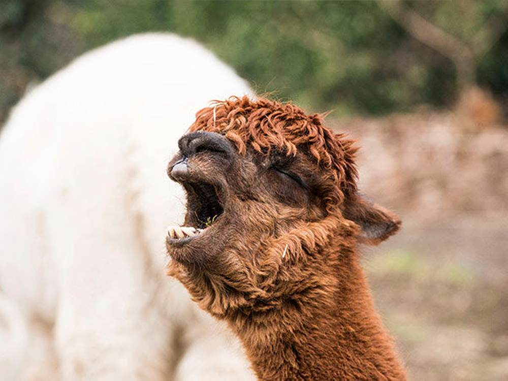 Ламы и альпака: в чем отличия