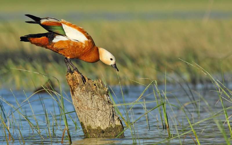 Яркая утка Яркая утка