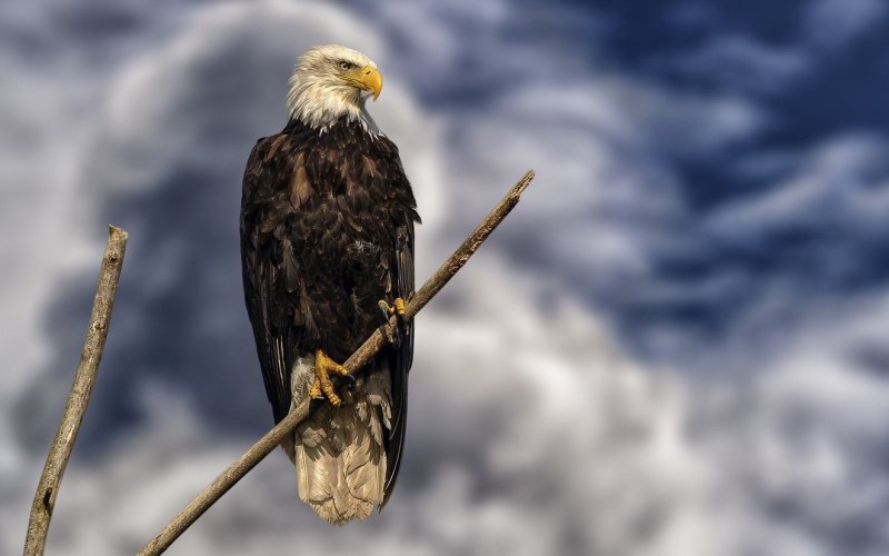 Сидит на ветке 