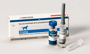 Собаку укусил клещ: симптомы, что делать, признаки, последствия, лечение