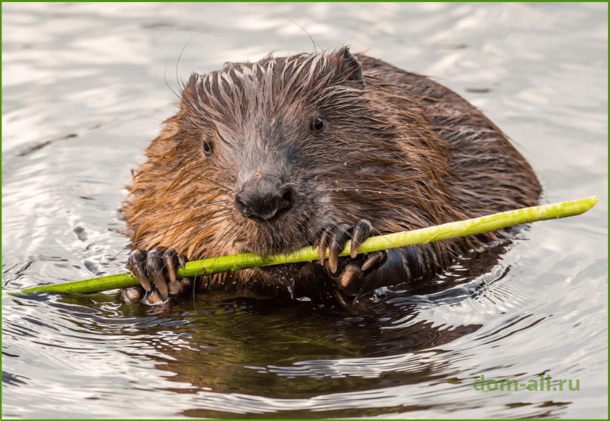 Бобры: среда обитания и образ жизни, как выглядит жилище, чем они питаются