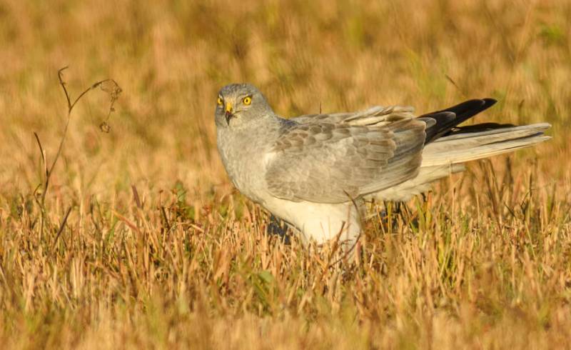 Птица полевой лунь Птица полевой лунь