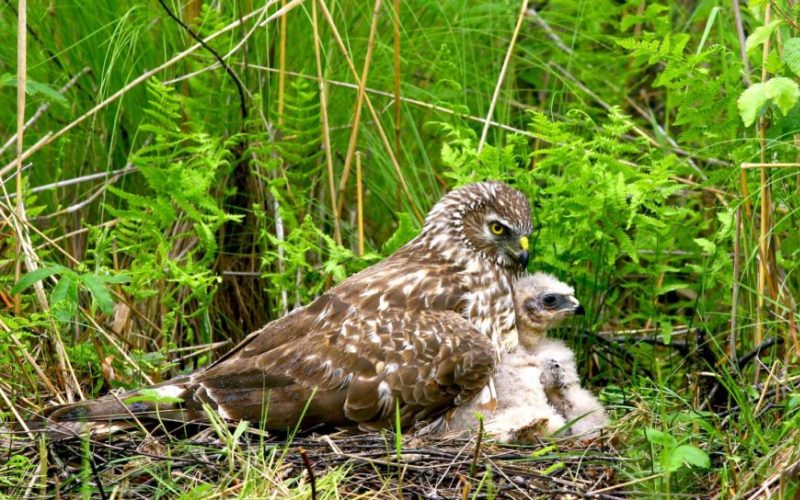 Птенец полевого луня Птенец полевого луня