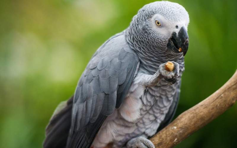 поедание ореха поедание ореха